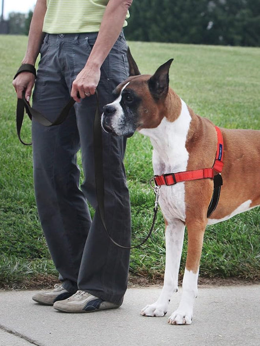 PetSafe Easy Walk Deluxe Dog Harness, No Pull Dog Harness – Perfect for Leash & Harness Training – Stops Pets from Pulling and Choking on Walks – Medium, Rose PetSafe