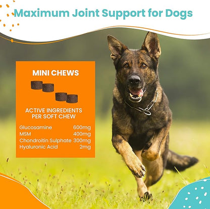 Nootie Glucosamine for Dogs - 250 ct - Hip and Joint Soft Chews Supplement for Dogs - Daily Dog MSM Chondroitin Chews with Turmeric - Joint Care Vitamins for All Breeds and Sizes USA Nootie