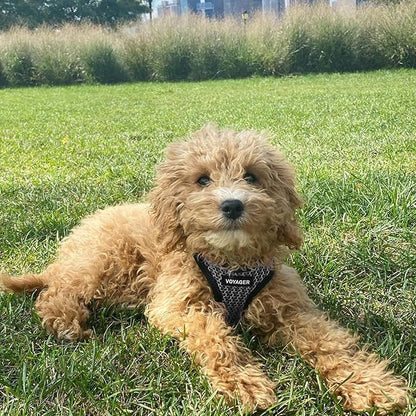 Voyager Step-in Air Dog Harness - All Weather Mesh, Reflective, No Pull Harness for Small, Medium Dogs, Cats - Secure with Hook & Loop Fastener, Buckle, Double D-Rings - Gray 2-Tone, S BestPetSuppliesLLC