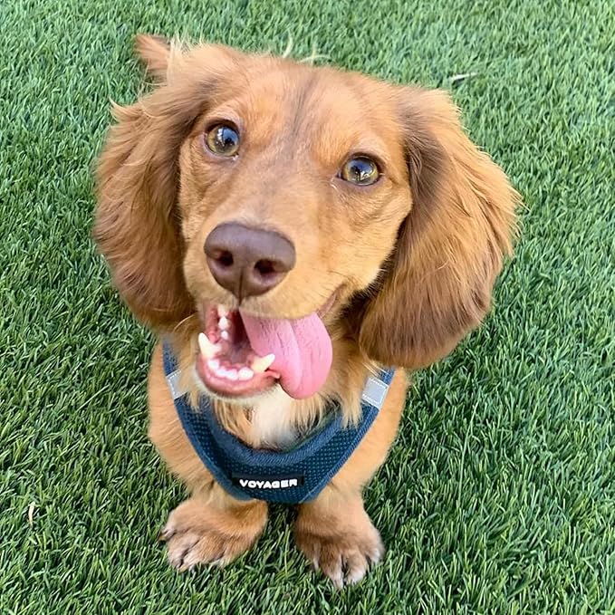 Voyager Step-in Air Dog Harness - All Weather Mesh, Reflective, No Pull Harness for Small, Medium Dogs, Cats - Secure with Hook & Loop Fastener, Buckle, Double D-Rings - Blue, S BestPetSuppliesLLC