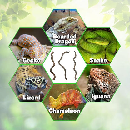 BNOSDM Reptile Forest Climbing Branch Decor Crested Gecko Climb Wood Natural Branches Tree for Snake Frog Chameleon Spider Bearded Dragon Terrarium Habitat Tank Accessories,3PCS BNOSDM