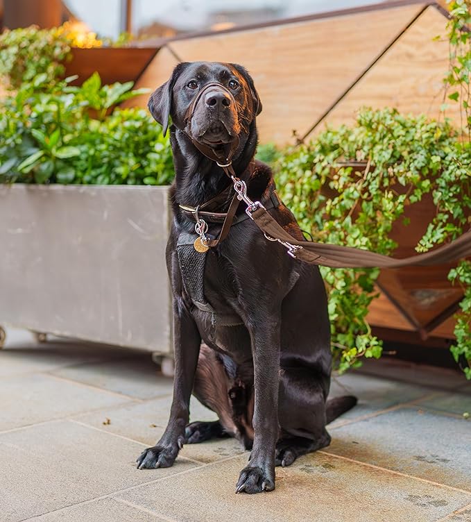 HALTI Training Leash - Multifunctional Double-Ended Dog Leash, Ideal for Anti-Pulling Dog Training. Lightweight & Durable. Suitable for Medium to Large Dogs & Puppies (Size Large, Deep Walnut, 2m) CompanyofAnimals