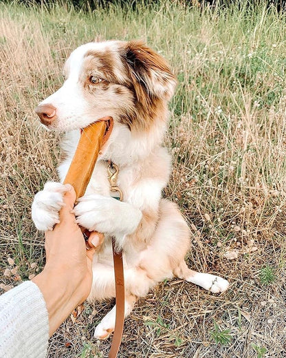 EcoKind Premium Gold Yak Cheese Himalayan Dog Chews, Dog Treats Large Breed, All Natural, High Protein, for Aggressive Chewers, Large - 20+ Chews (5 lb) - PAWPICO