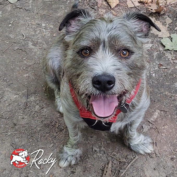 Fromm Four-Star Nutritionals Duck A La Veg Dog Food - Premium Dry Dog Food - Duck Recipe - 26 lb - PAWPICO