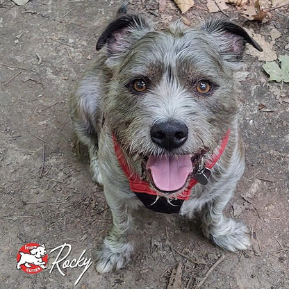 Fromm Four-Star Nutritionals Duck A La Veg Dog Food - Premium Dry Dog Food - Duck Recipe - 26 lb - PAWPICO