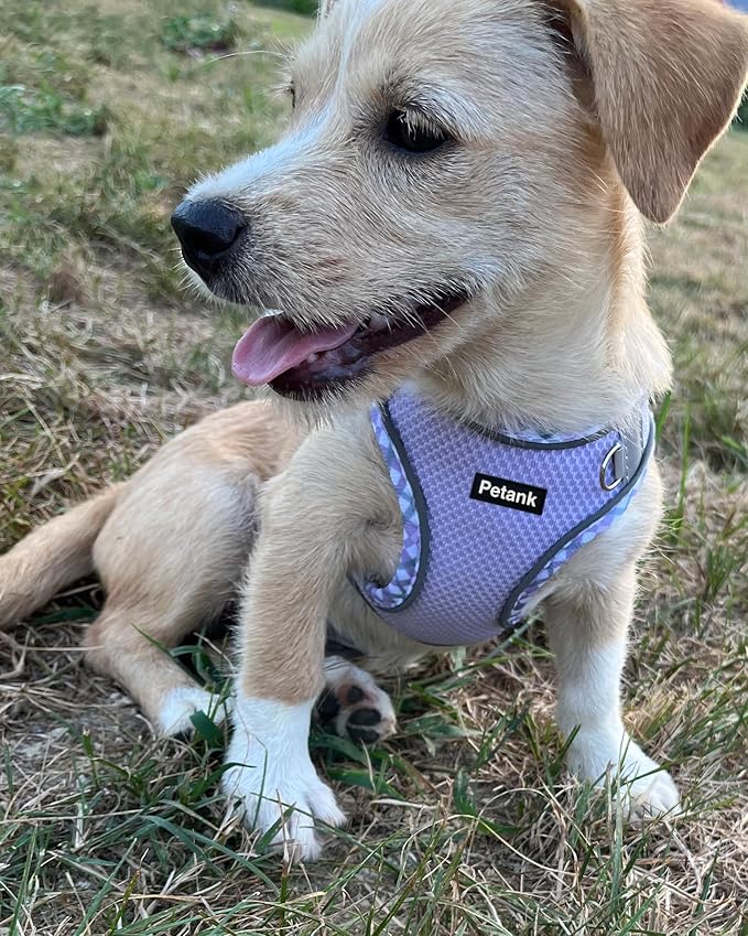 Petank Dog Harness for Small Medium Dogs No Pull, Puppy Harness and Leash Set, Easy Walk Dog Harness for Walking, Running, Training, Small Dog Harness, Medium Dog Harness (Purple, M) Petank