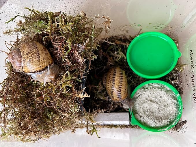 Premium Land Snail Substrate - The Perfect Bedding for Your Pet Snail | Weight 7 Oz or 200 Grams PAWPICO