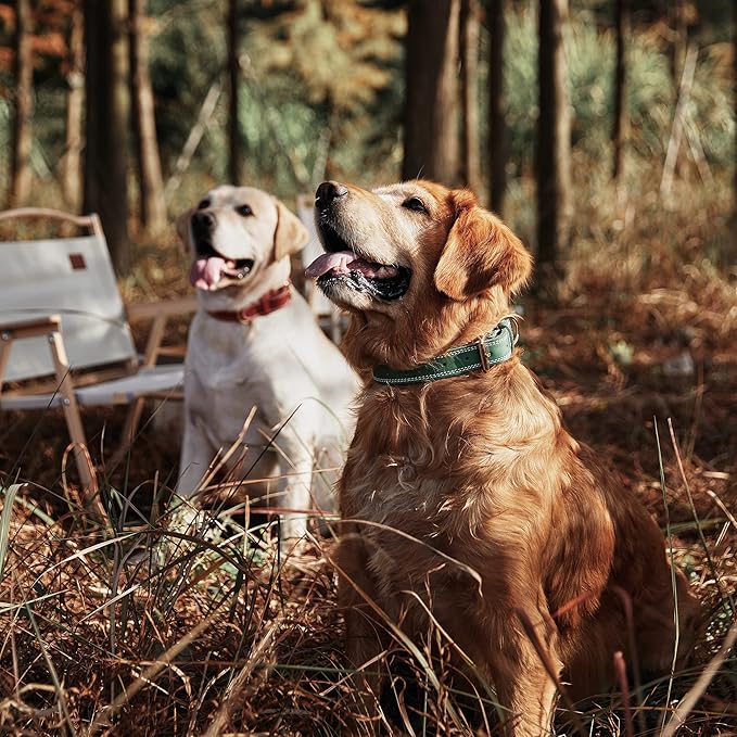 Dog Collar, Genuine Leather Dog Collar, Heavy Duty Dog Collar, Wide Dog Collar for Small Dog, Medium Dog, Large Dog and Extra Large Dog (M: 1" Wide for 15.2"-19.2" Neck, Dual Stitch - Green) DAIHAQIKO