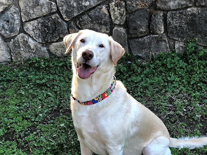 Lucky Love Dog - Adjustable Dog Collar with Easy Click Buckle for Small to Large Dogs, Durable, & Comfortable Collar for Male & Female Dogs, Pet Collar for Puppies & Adult Dogs - Blackbird, Small LuckyLoveDog