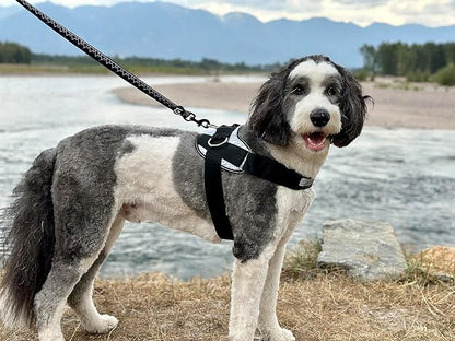 ShawnCo Essential Dog Harness, No-Pull Pet Vest with 3 Leash Clips, No Choke, Reflective, Adjustable and Padded, for Easy Walking and Training for Small, Medium and Large Dogs (Arctic Camo, M) SHAWNCO