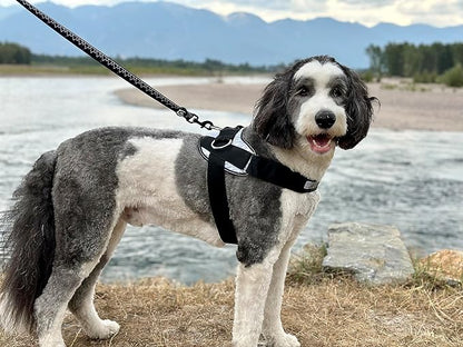 ShawnCo Essential Dog Harness, No-Pull Pet Vest with 3 Leash Clips, No Choke, Reflective, Adjustable and Padded, for Easy Walking and Training for Small, Medium and Large Dogs (Freckle's Garden, XS) SHAWNCO