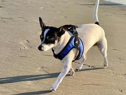 Gooby Escape Free Easy Fit Harness - Blue, Medium - No Pull Step-in Patented Small Dog Harness with Quick Release Buckle - Perfect On The Go No Pull Harness for Small Dogs or Medium Dog Harness Gooby