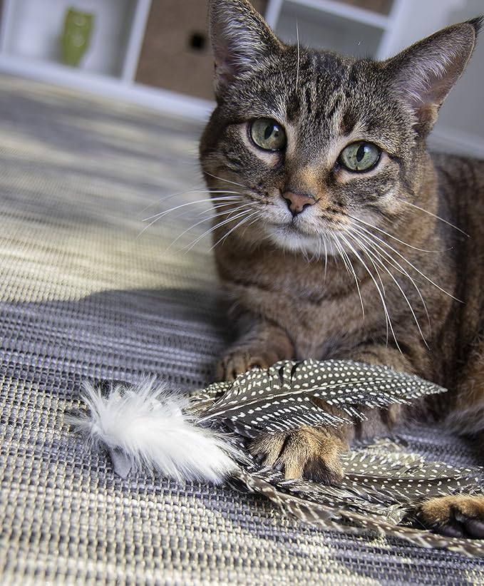 Petlinks HappyNip Zippy Zebra Feather Cat Toy, Contains Silvervine & Catnip - Black/White, One Size - PAWPICO