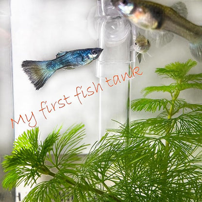 My First Fish Tank™ 1 Gallon Mini Small Fish Tank, Easy Maintenance, Self Cleaning-no Need Power, No Noise, with LED Light, Beautiful White Pebbles, Perfect Starter Kit for Kids ODOTTAA
