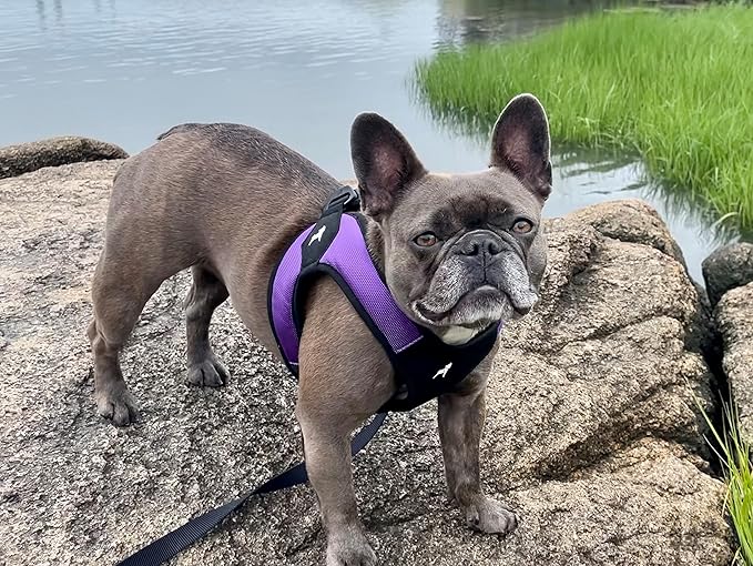 Gooby Escape Free Easy Fit Harness - Purple, X-Small - No Pull Step-in Patented Small Dog Harness with Quick Release Buckle - Perfect On The Go No Pull Harness for Small Dogs or Medium Dog Harness Gooby