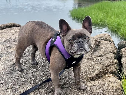 Gooby Escape Free Easy Fit Harness - Purple, X-Small - No Pull Step-in Patented Small Dog Harness with Quick Release Buckle - Perfect On The Go No Pull Harness for Small Dogs or Medium Dog Harness Gooby