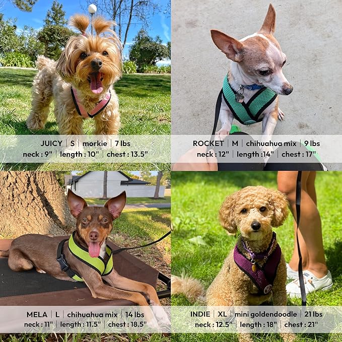 Gooby Comfort X Head in Harness - Blue, Small - No Pull Small Dog Harness, Patented Choke-Free X Frame - Perfect on The Go Dog Harness for Medium Dogs No Pull or Small Dogs for Indoor and Outdoor Use Gooby