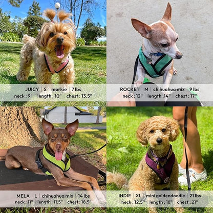 Gooby Comfort X Head in Harness - Blue, Small - No Pull Small Dog Harness, Patented Choke-Free X Frame - Perfect on The Go Dog Harness for Medium Dogs No Pull or Small Dogs for Indoor and Outdoor Use Gooby