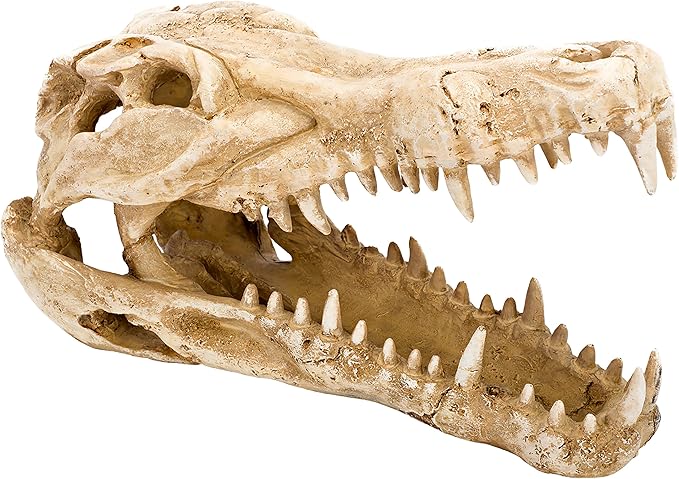 Penn-Plax Crocodile Skull Animal Resin Ornament, Safe for Saltwater and Freshwater Aquaruims (RR1065) Penn-Plax