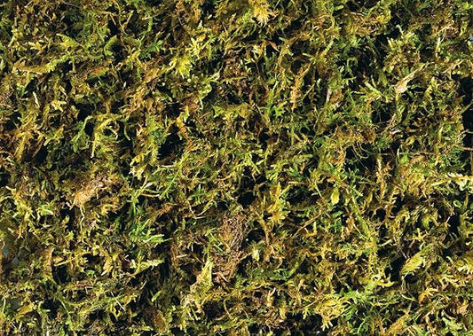 Exo Terra Forest Plume Moss, 7 Quarts, 2-Pack ExoTerra
