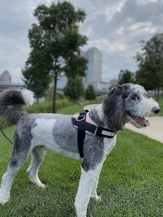 ShawnCo Essential Dog Harness, No-Pull Pet Vest with 3 Leash Clips, No Choke, Reflective, Adjustable and Padded, for Easy Walking and Training for Small, Medium and Large Dogs (Rose Gold, XS) SHAWNCO