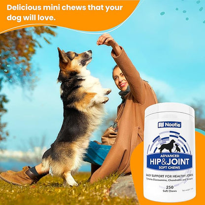 Nootie Glucosamine for Dogs - 250 ct - Hip and Joint Soft Chews Supplement for Dogs - Daily Dog MSM Chondroitin Chews with Turmeric - Joint Care Vitamins for All Breeds and Sizes USA Nootie