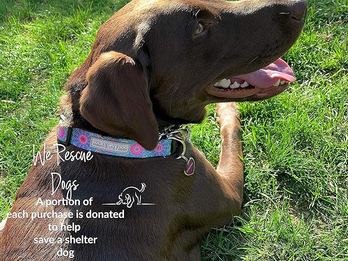 Lucky Love Dog, Boho Chic Dog Collar for Girl Boy Dogs, Vivid Pink and Turquoise Collar for Dogs, Comfortable, Soft, Cute Collars - (Mediuml, Clara Collar) LuckyLoveDog