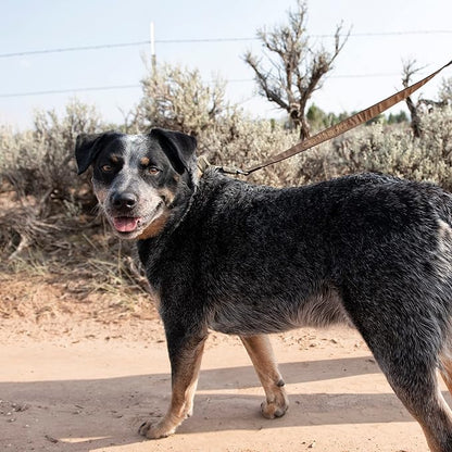 Carhartt Pet Durable Nylon Webbing Leashes for Dogs, Reflective Stitching for Visibility, Duck Camo Tarmac, Small Carhartt