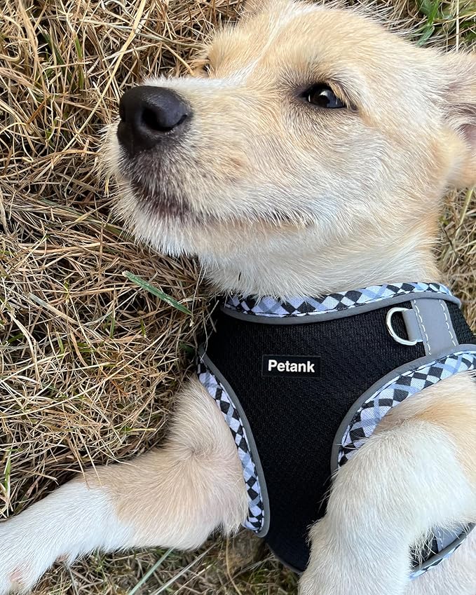 Petank Dog Harness for Small Medium Dogs No Pull, Puppy Harness and Leash Set, Easy Walk Dog Harness for Walking, Running, Training, Small Dog Harness, Medium Dog Harness (Black, XS) Petank