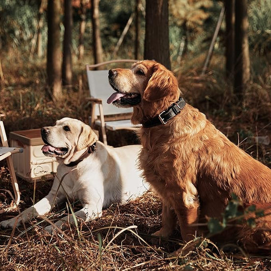 Dog Collar, Genuine Leather Dog Collar, Heavy Duty Dog Collar, Wide Dog Collar for Small Dog, Medium Dog, Large Dog and Extra Large Dog (M: 1" Wide for 15.2"-19.2" Neck, Dual Stitch - Black) DAIHAQIKO