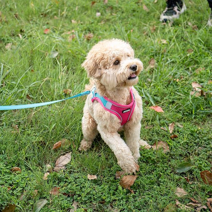 AIITLE Step in Dog Harness and Leash Set - Spring No Pull Escape Proof Vest Harnesses with Soft Mesh and Reflective Bands, Adjustable Pet Outdoor Harnesses for Small and Medium Dogs Hot Pink M AIITLE-FORPETSBETTERLIFE