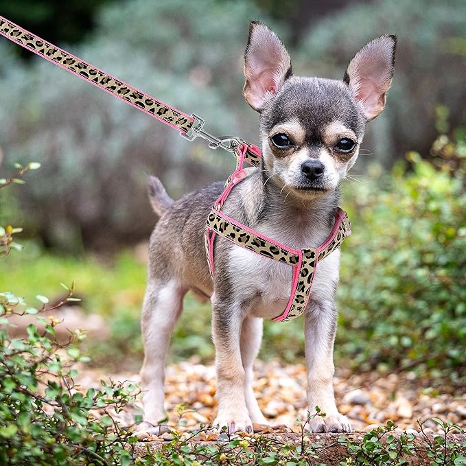 Mile High Life Dog Collar, Harness and Leash | Leopard Design | Perfect Accessory for Walking Your Dog - PAWPICO