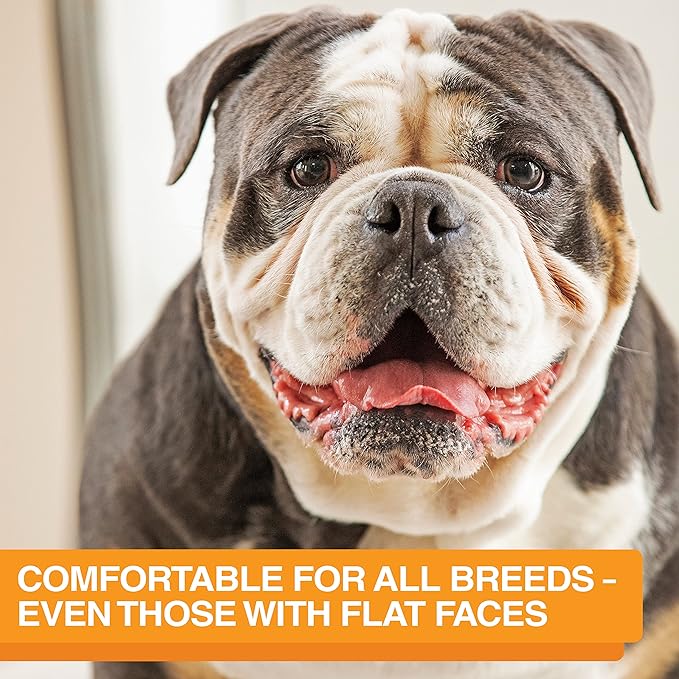 Neater Feeder Express Medium to Large Mess Proof Feeder for Dogs, 2 Cup Slow Feed Bowl & 7 Cup Stainless Steel Water Bowl, No Spill, Non-Tip, Non-Slip, Elevated Dog Bowls. Aids Digestion. Made in USA - PAWPICO