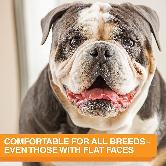 Neater Feeder Express Medium to Large Mess Proof Feeder for Dogs, 2 Cup Slow Feed Bowl & 7 Cup Stainless Steel Water Bowl, No Spill, Non-Tip, Non-Slip, Elevated Dog Bowls. Aids Digestion. Made in USA - PAWPICO
