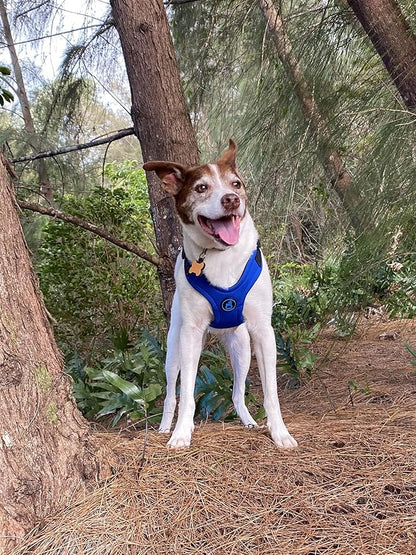 Gooby Escape Free Sport Harness - Blue, Large - No Choke Step-in Patented Neoprene Small Dog Harness with Four-Point Adjustment - Perfect on The Go Dog Harness for Medium Dogs No Pull and Small Dogs Gooby