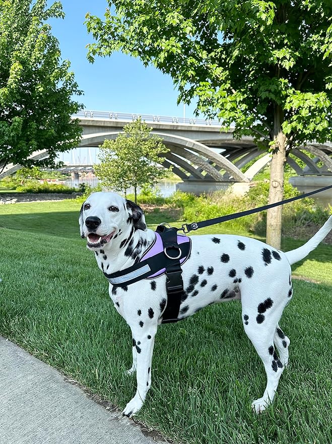 ShawnCo Essential Dog Harness, No-Pull Pet Vest with 3 Leash Clips, No Choke, Reflective, Adjustable and Padded, for Easy Walking and Training for Small, Medium and Large Dogs (ICY Lilac, XL) SHAWNCO